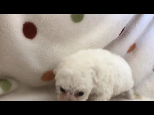 動画