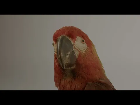 Trailer [subtitled]