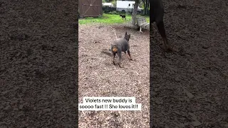 Dog park days .. #Fyp #dream #pets #doberman