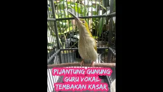 Download pijantung gunung/pijantung kalimantan tembakan kasar keras guru vokal handal \ MP3