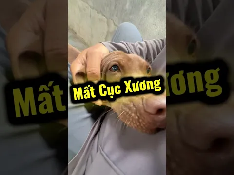 Mê xương bỏ anh Sen P1 #tamchoco