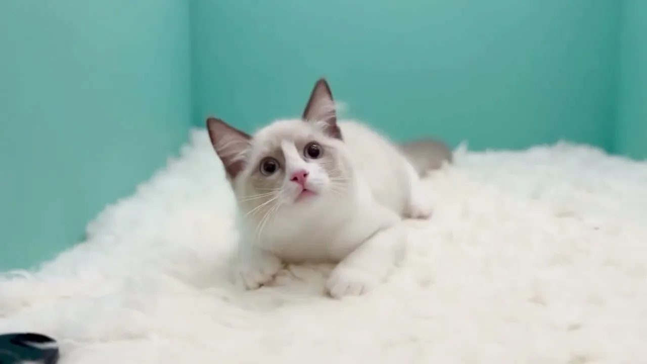 動画
