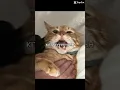 Download Lagu KITTYUHHHH  #cuteanimal #cutecat #cat #kit #kitty #KITTYYYUH