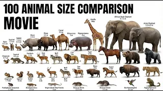 100 Animal Size Comparison Movie , animal names