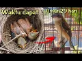 Download Lagu Perkembangan burung cendet dari kecil sampai dewasa - part 6
