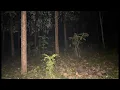 Download Lagu COLABORASI RX FILES DI HUTAN PETRUS