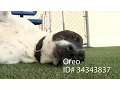 Pets of the Week 17
