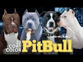 Pitbull Colors 23 Coat Color Variations Explained With Pictures