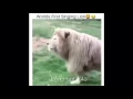 Download Lagu Worlds First Singing Lion Dj Suede remix god