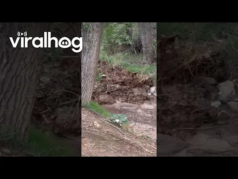 Big Bug Creek Flash Flood Caught on Camera || ViralHog