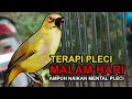 Download Lagu Terapi Pleci Malam Hari, AMPUH atasi Pleci Macet dan Malas Bunyi
