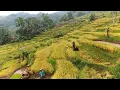 Download Lagu Aktivitas Di Kampung Terpencil. Sawah Lereng Gunung, Indah Alam Desanya, Suasana Pedesaan Jawa Barat