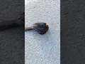Download Lagu 🐤The national bird of Sweden🐤 | bird's | #shorts #birds