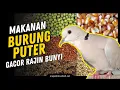 Download Lagu 5 Makanan BURUNG PUTER Terbaik Biar GACOR \u0026 RAJIN BUNYI