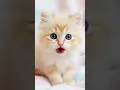 Download Lagu Yout \u0026 ik 😊 #cat #kitten #cute #cutecat #sweetkitten