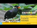 Lagu ශ්‍රි ලංකා මයිනා | සැළලිහිණියා | Sri Lanka Hill Myna | Gracula ptilogenys | Funny Pets