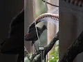 Download Lagu Burung Ini Bisa Meniru Suara Apa Pun yang Didengarnya