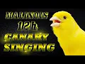 Download Lagu Malinois Waterslager 12h Singing 2022