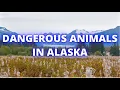 DANGEROUS ANIMALS IN ALASKA