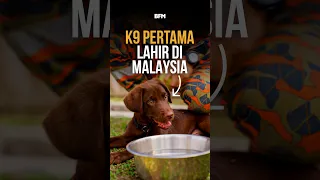 Harga Seekor Anjing K9 Boleh Cecah RM100K