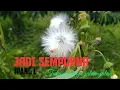 Download Lagu JADI SEMPURNA - IPANG || Tukang Ngopi Jalan-jalan
