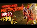 Bailgada Sharyat | Bakasur, Mathur ते Raja महाराष्ट्रातली बैलगाडा शर्यतीसाठीची टॉपची बैलं कोणती ?