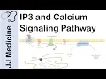 Inositol Triphosphate IP3 and Calcium Signaling Pathway Second Messenger System