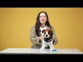 How to Properly Apply the BiteNot Collar for Dogs Cats