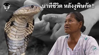 SEP EP.108 จะอยู่หรือไป!! นาทีชีวิตหลังงูกัด และโปรเจคจำแนกชนิดงู