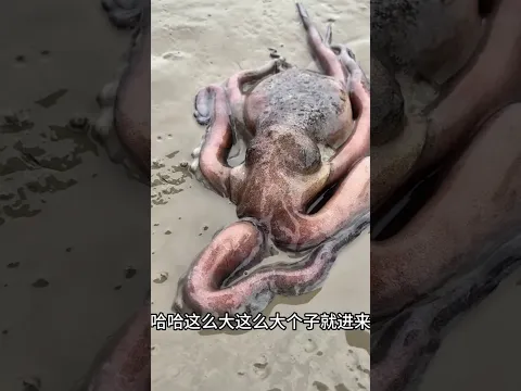 কাঁকড়ার পাশাপাশি একটা অনেক বড় অক্টোপাস এসে মাটির তলাতে ঢুকে গেল #octopus