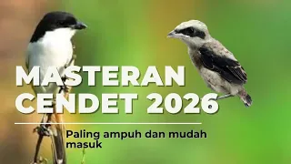masteran burung cendet paling ampuh kombinasi tembakan mewah masteran cendet 