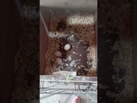 calopsita teve filhotes pela primeira ve