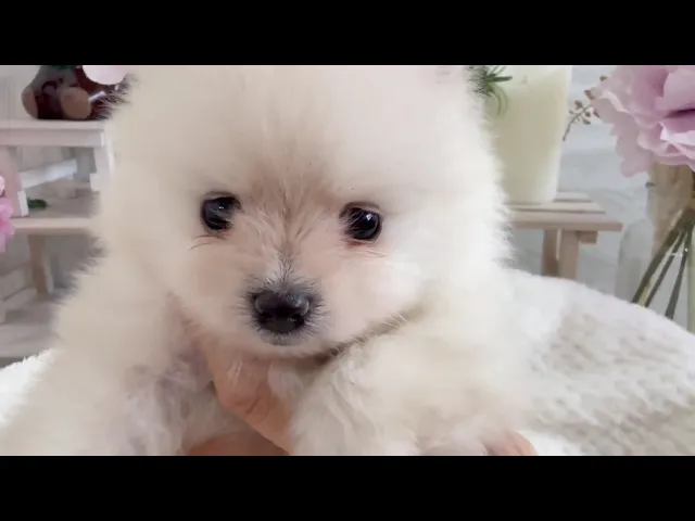 動画