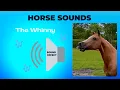 Download Lagu HORSE SOUNDS ~ Whinny'ing - Neigh'ing my horse is calling to the horses to come  #horse  🐴 #shorts