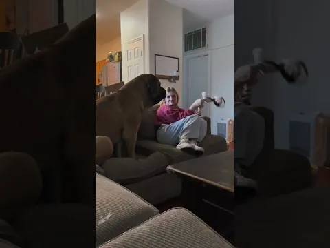 My HUGE Puppy Growl Barks to Get her to play! #dog #dogs #cutedog