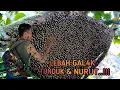 Download Lagu Cara Hipnotis Lebah Gal4k Tunduk dan Jinak Sama Kita, Ribuan Tawon Liar Pasrah di Panen Madunya!!