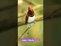 Download Lagu Tak Tertandingi! Kicauan Luar Biasa Burung Cendrawasih di Tempat Aslinya