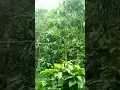 Download Lagu Pikat Burung Cikrak bambu#fyptiktok #fypviral #fypdong #fyp