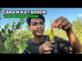 Download Lagu CARA MIKAT SOGON SUSAH TURUN / SOGON TIDAK RESPON MP3