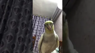 كوكتيل يقلد نغمه ايفون دندنها