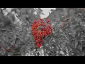Needle In The Hay | Music Video