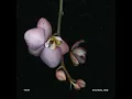 Foxglove - Tor