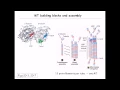 Microtubule structure and assembly