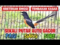 Download Lagu PANCINGAN MURAI BATU GACOR EMOSI‼️ BIKIN MURAI BATU APAPUN LANGSUNG NYAUT BUNYI DAN EMOSI