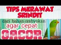 Lagu TIPS MERAWAT BURUNG SRINDIT AGAR CEPAT GACOR