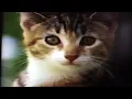 REUPLOAD All Nick Jr Coming Up Next Bumper 1999 s