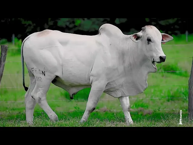 Touro Nelore FESN - 112