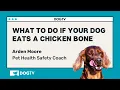 What To Do If Your Dog Eats A Chicken Bone
