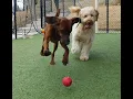 ACE DAYCARE PAGE