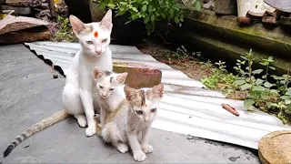  morning fresh air u0026 pure joy cute cats u0026 adopted kittens bonding like real family 
